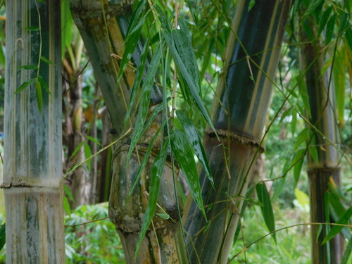 Gigantochloa verticillata