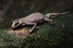Carphodactylus laevis