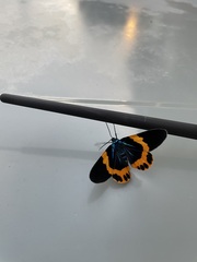 Milionia zonea pryeri