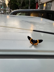 Milionia zonea pryeri