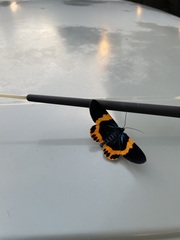 Milionia zonea pryeri