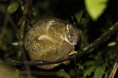 Pseudochirops archeri