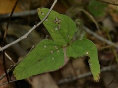 Vigna vexillata vexillata