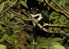 Pseudochirulus herbertensis