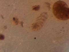 Ammotium fragile