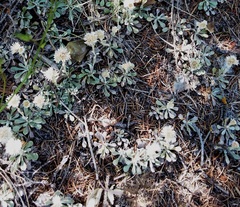 Antennaria rosea