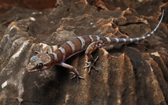 Cyrtodactylus mcdonaldi