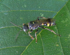 Lestiphorus bicinctus