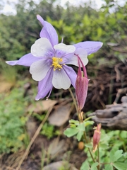 Aquilegia coerulea coerulea