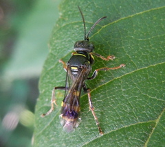 Lestiphorus bicinctus