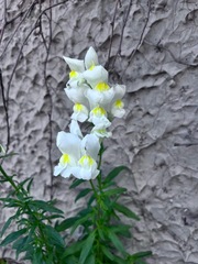 Antirrhinum majus