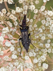 Oedemera basalis