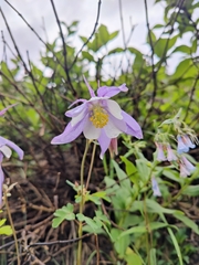 Aquilegia coerulea coerulea