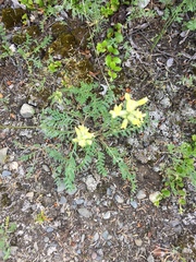 Oxytropis campestris