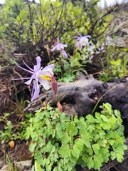 Aquilegia coerulea coerulea