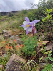 Aquilegia coerulea coerulea