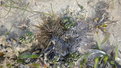 Macrodactyla doreensis