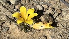 Romulea tortuosa