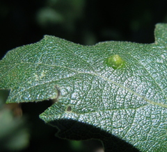 Janetia cerris