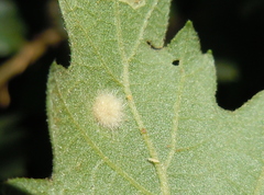 Janetia cerris
