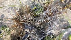 Macrodactyla doreensis