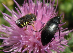 Pseudoanthidium
