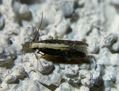 Aroga paraplutella