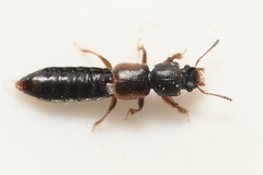 Bledius bicornis