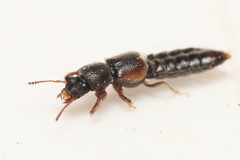 Bledius bicornis