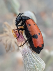 Mylabris quadripunctata