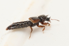 Bledius bicornis