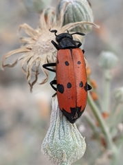 Mylabris quadripunctata