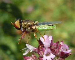 Odontomyia angulata
