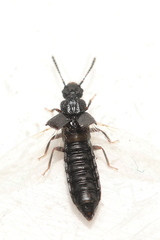 Anotylus rugosus