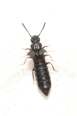Anotylus rugosus