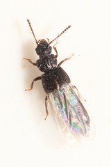 Anotylus rugosus