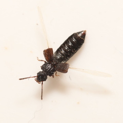 Anotylus rugosus