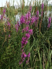 Lythrum salicaria