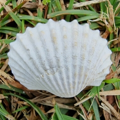 Tegillarca granosa