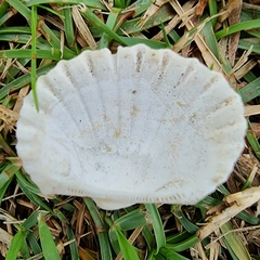 Tegillarca granosa