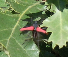 Purpuricenus kaehleri