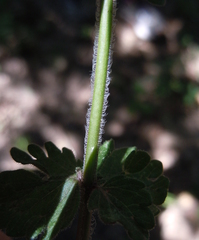 Veronica chamaedrys vindobonensis