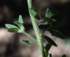 Veronica chamaedrys vindobonensis