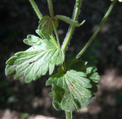 Veronica chamaedrys vindobonensis
