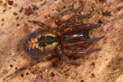 Amaurobius fenestralis