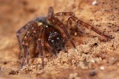 Amaurobius fenestralis