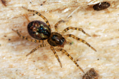 Amaurobius fenestralis