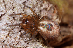 Amaurobius fenestralis