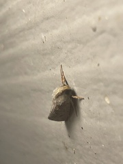 Acrolophus plumifrontella