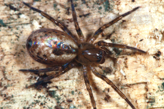 Amaurobius fenestralis
